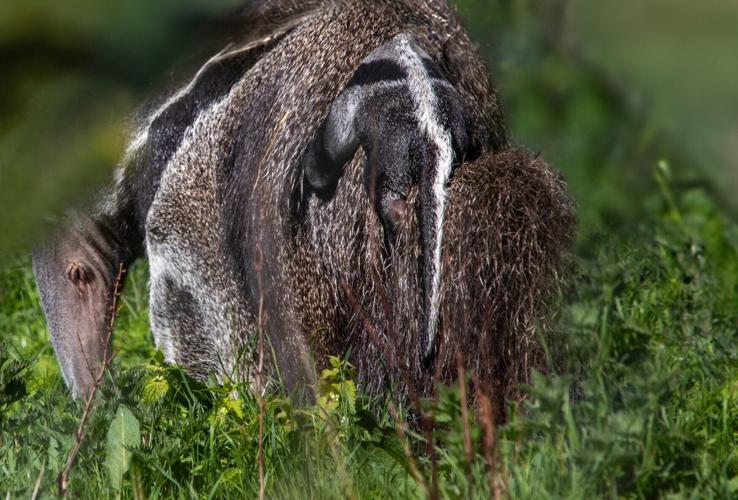 New baby anteater cling to its mother’s back at zoo