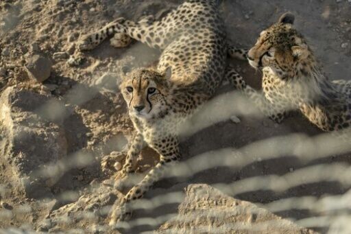 'The species is headed for virtual extinction,' the Global Initiative Against Transnational Crime has warned