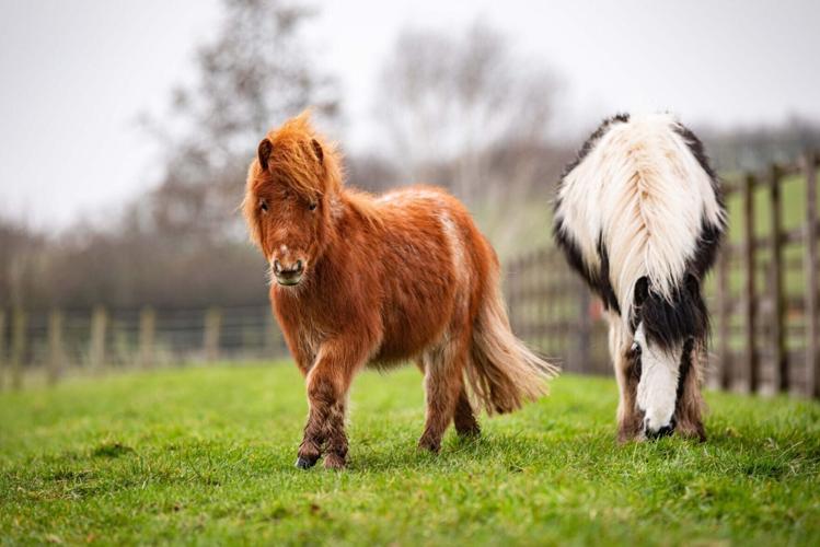 Tiny 28-inch-tall pony was so poorly he couldn’t stand – but now he is thriving