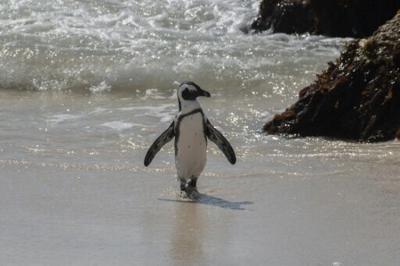 S. Africa court bars fishing to protect endangered African Penguins