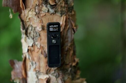 AI talking trees feature at Chelsea Flower Show