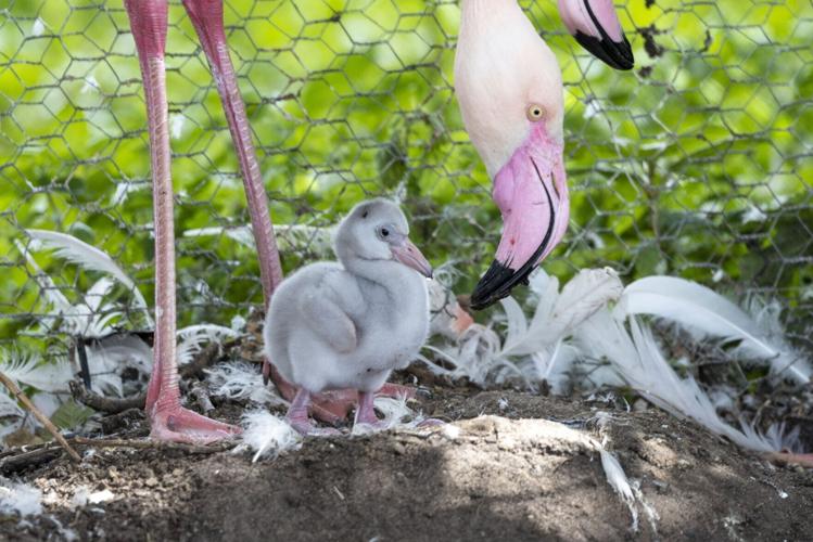 Adorable flamingo chicks hatch at nature reserve