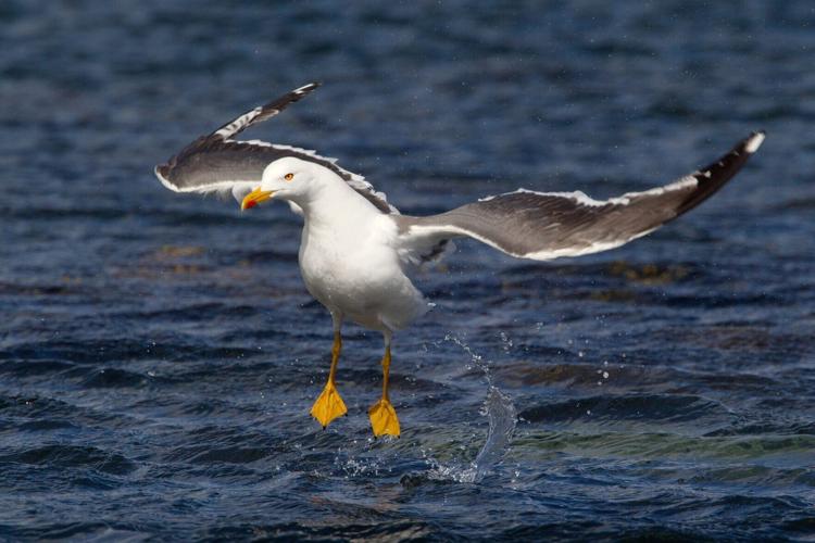 Woozy seagulls acting “drunk” thanks to flying ant binge