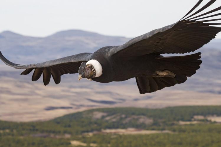 Flying really is the most energy efficient form of travel for birds, shows study