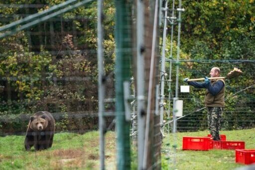 Romania sanctuary seeks to save bears as hunting resumes