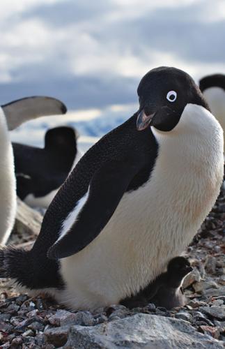 Penguins breeding season shifts by two weeks due to climate change, shows study