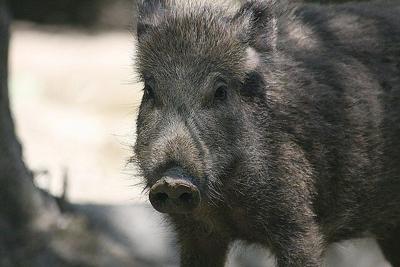 New license allows hunting of feral swine, coyotes at night