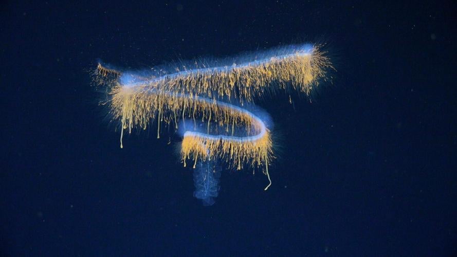 Deep-sea mission uncovers 31 new species – including one living inside another