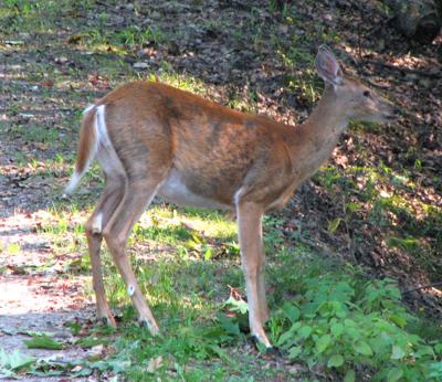 Third case of CWD confirmed in Lauderdale County
