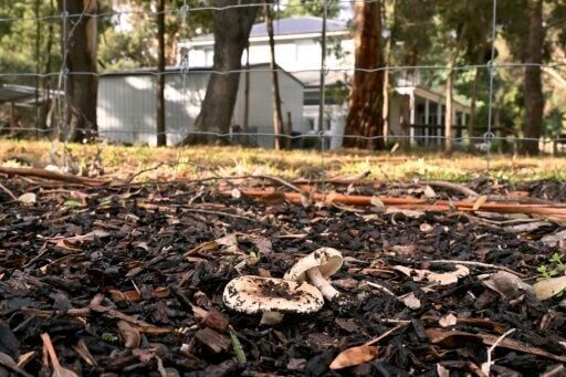 Australian woman found guilty of triple murder with toxic mushrooms