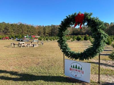 Alabama Christmas tree farms offer holiday fun