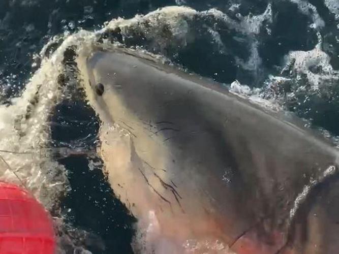 Biggest great white shark ever recorded in Atlantic headed for hotspot