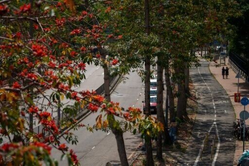 The kapok is native to tropical and subtropical Asia, including southern China