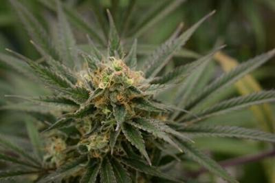 Switzerland mulls legalising recreational cannabis