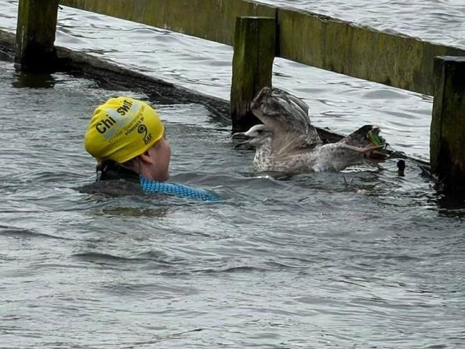 seagullsave_featured