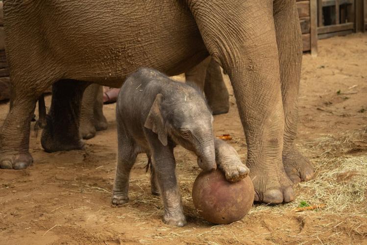 Baby elephant ‘plays football’ in time for World Cup