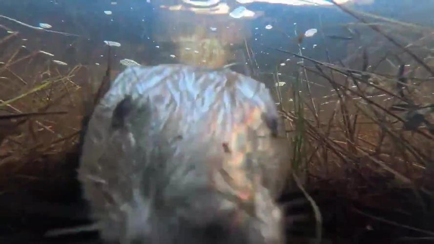 Beaver’s underwater selfie after camera’s installed at UK’s largest national park