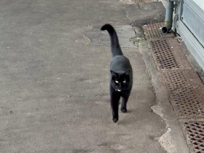 Birmingham railway station cat officially appointed Junior Mouse Catcher