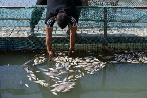 Following the fish die-off, authorities have vowed they will take the necessary measures to treat wastewater before discharge