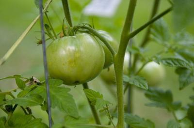 Taking care of tomatoes