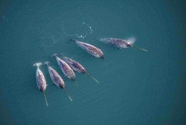 Hidden secrets of the narwhal’s twisted tusk revealed using X-ray technology