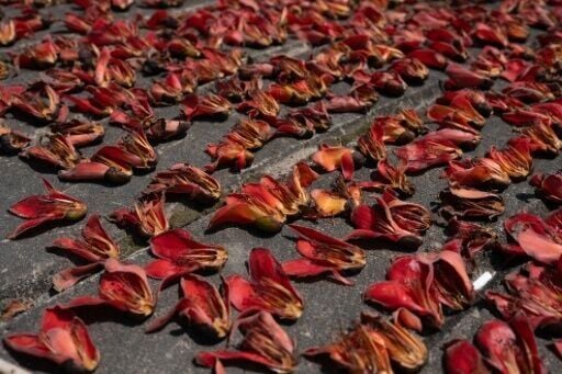 The disruption to kapoks could have knock-on effects on wildlife, as flowers provide nectar for birds and pollen for bees