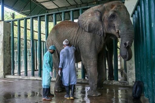 Jumbo task: 400 pills a day for elephants with TB in Pakistan