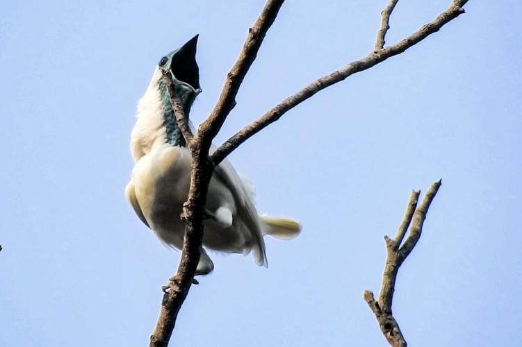 Two new contenders for world’s loudest bird identified in study of 123 species