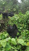 Endangered mountain gorilla named Ndala becomes first-time mom
