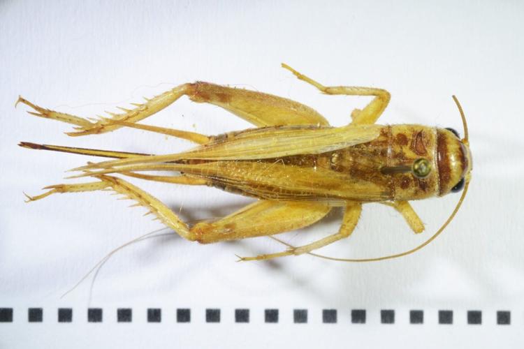 Early Europeans ate beetles and other creepy crawlies, reveals study