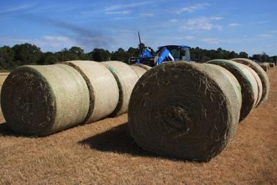 Dallas County Extension Office helps Coordinate 2022 Hay Quality Contest