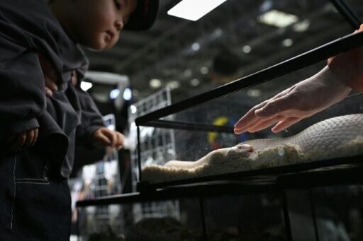 A boy looks at a snake at a pet fair in Beijing