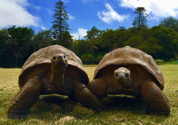 Giant tortoise called Jonathan could hold the key to living to 200 years of age