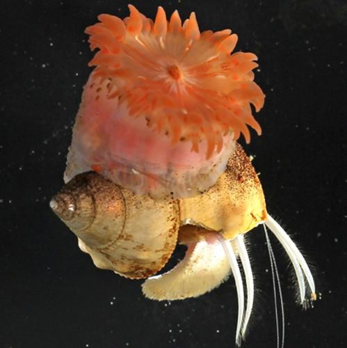 Pink sea anemone discovered that builds a home for hermit crabs