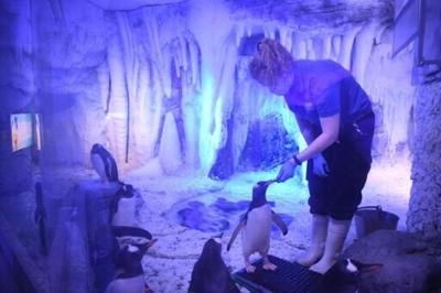 Une soigneuse nourrit des manchots à l'aquarium Sea Life de Londres, le 17 mai 2021