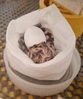 UK zoo experts help hatch three of the world’s rarest birds
