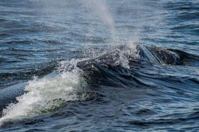 A right whale surfaces as biologists from the Center for Coastal Studies research the mammals in Cape Cod Bay, Massachusetts