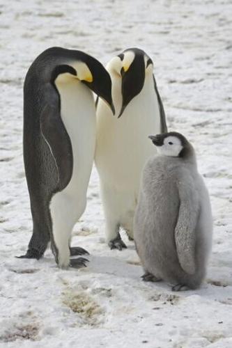 Handout photograph released by the British Antarctic Survey showing emperor penguins and a chick