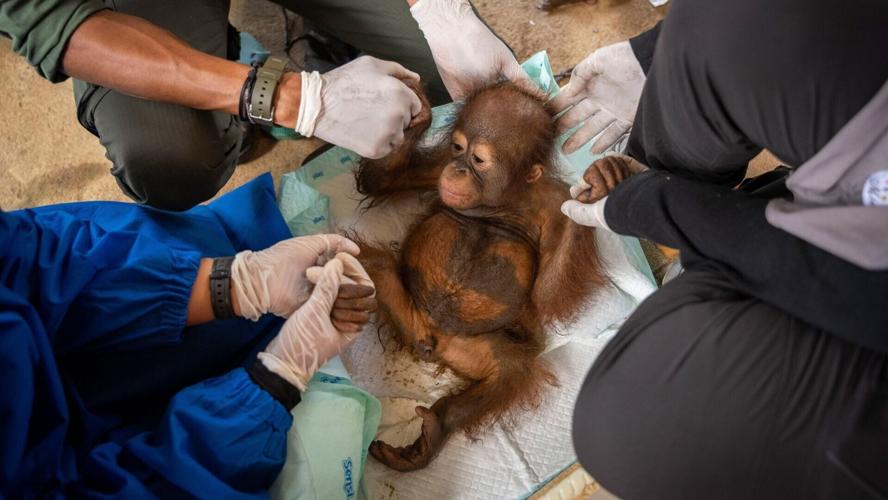 Animal rescuers show off adorable orangutan mums in time for Mother’s Day