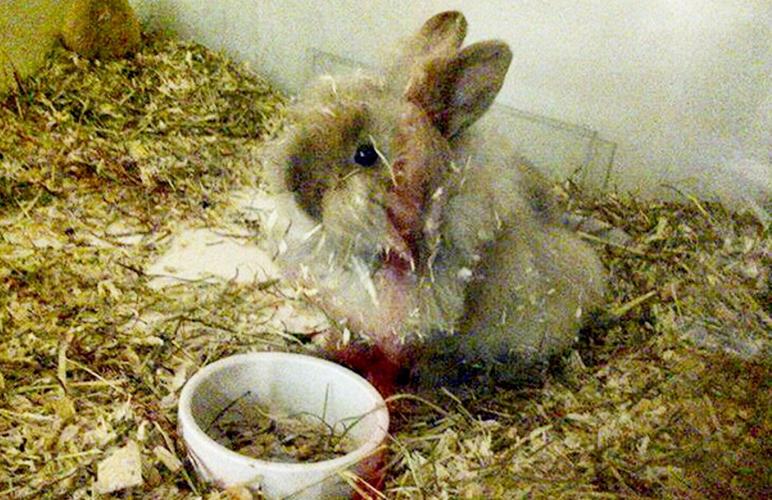 World’s oldest rabbit crowned in Surrey