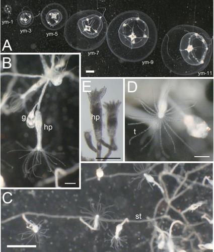 newly-discovere–1510177