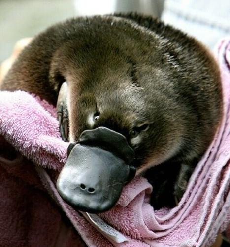 A baby platypus, which is called a "puggle"