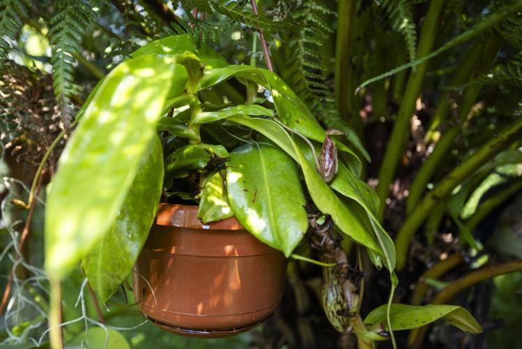 Couple’s tropical jungle garden ‘thrives’ in the heat wave