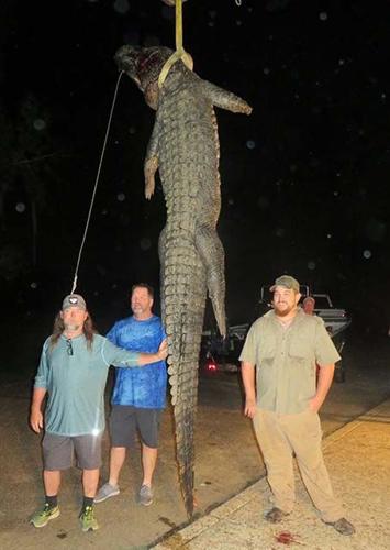 Selma team bags big gator in first weekend of alligator season