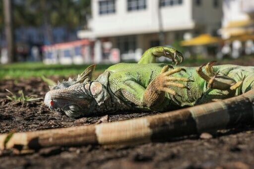 A cold-stunned green iguana lies on the ground on February 01, 2026 in Miami Beach, Florida