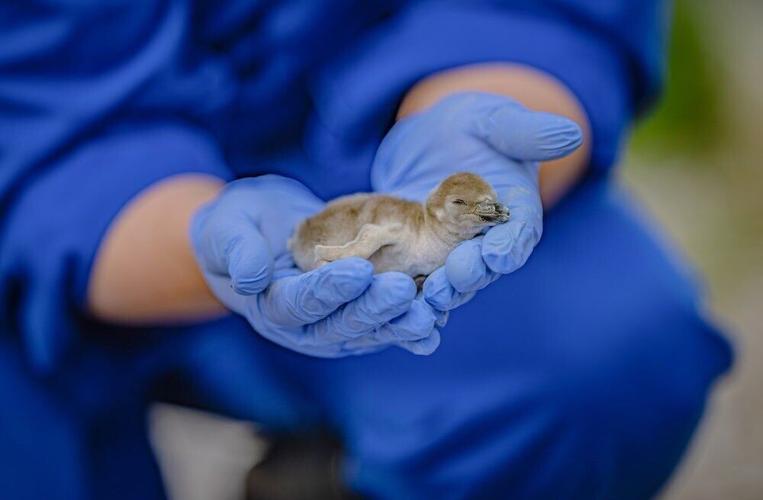 Gay penguin couple hatch and raise chick at UK zoo
