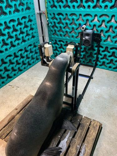 Seals and sea lions take hearing tests to study how human noise bothers them