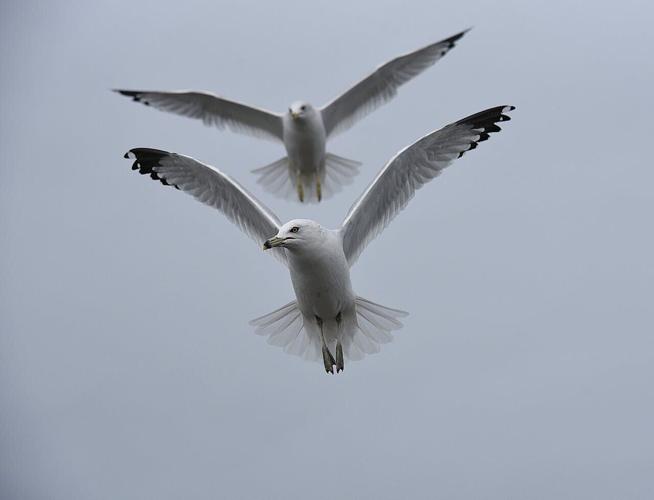 pexels-veronika-andrews-2153322013-33065500