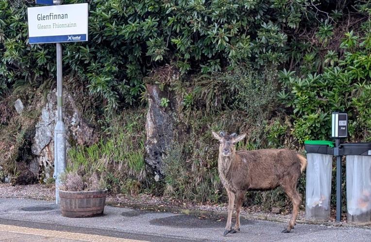 Stag pictured at remote Harry Potter train station