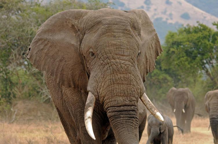 African elephants increasingly vulnerable to disease due to inbreeding, shows study